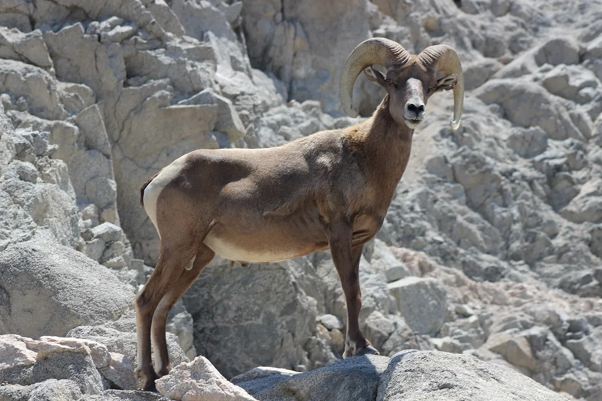 The Living Desert