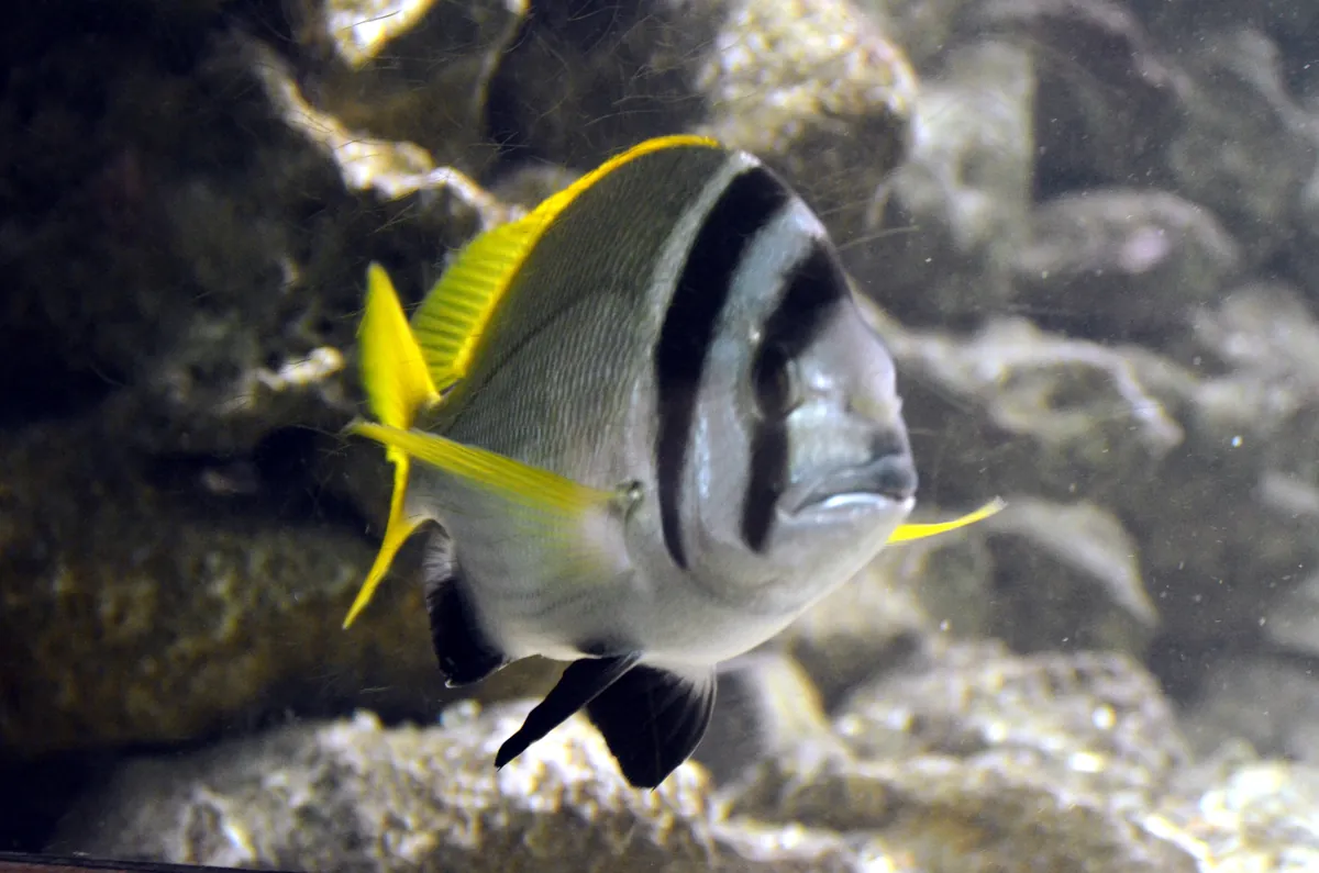 Red Sea Aquarium