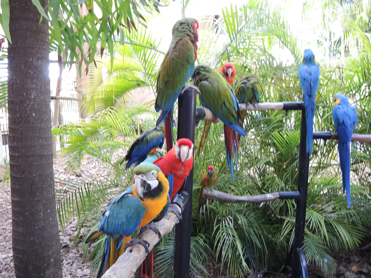 Jungle Island
