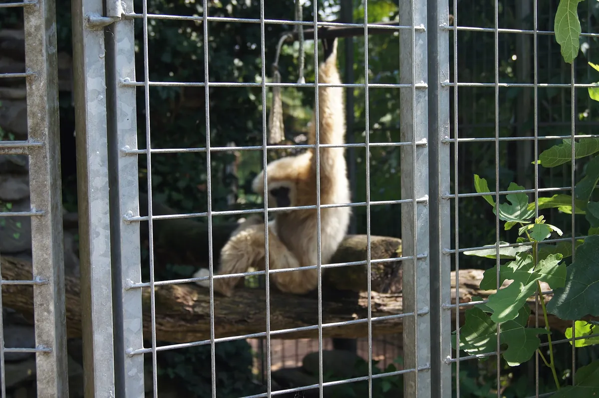 Zoo al Maglio