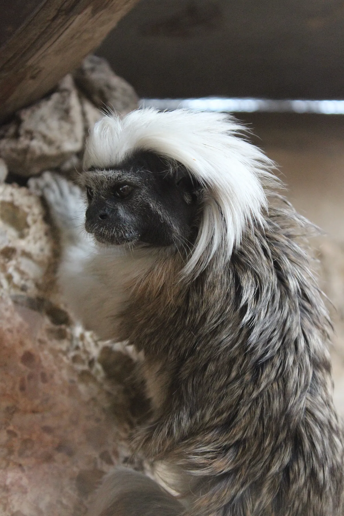 Monkey Park
