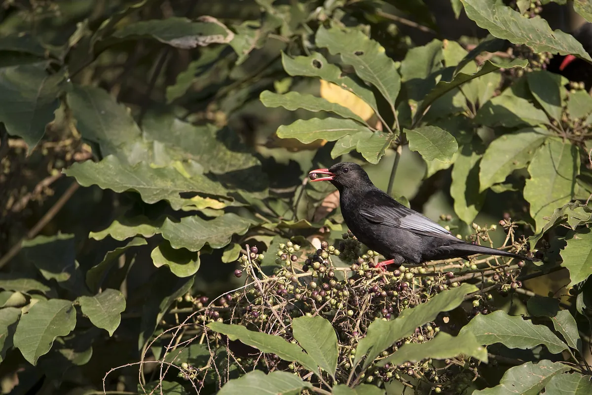 Fonghuanggu Bird and Ecology Park