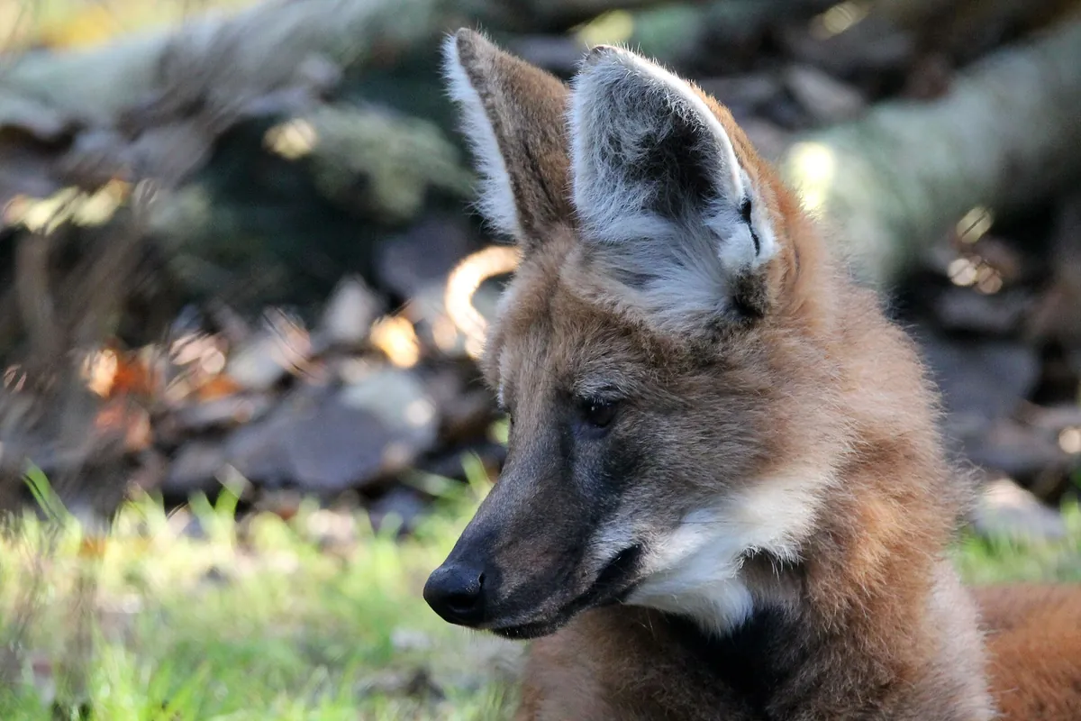 Banham Zoological Gardens