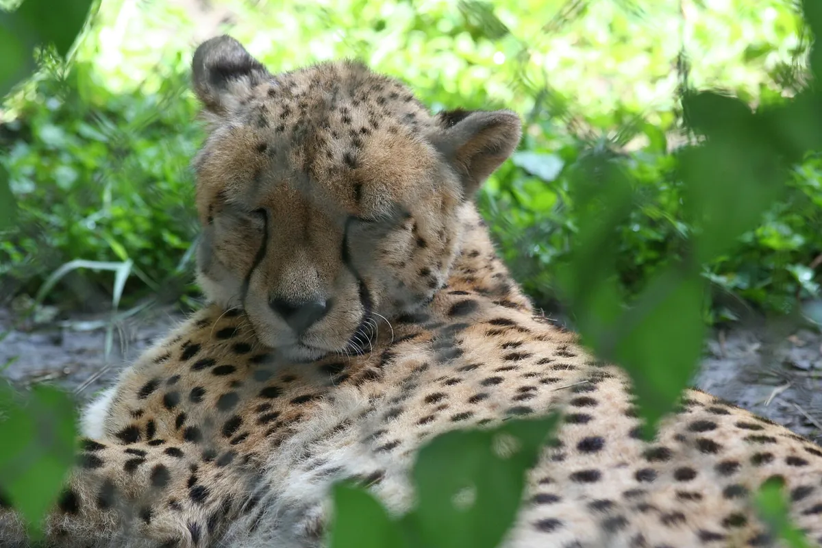 Papanack Park Zoo