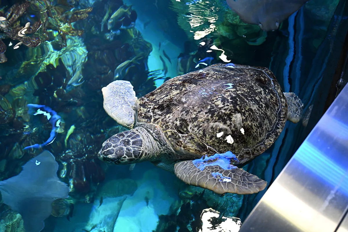 New England Aquarium