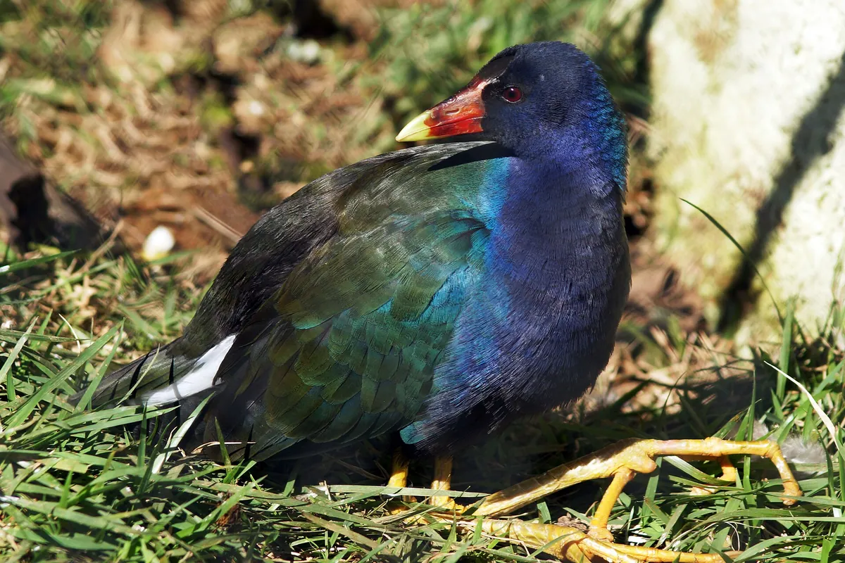 Zoo Pomerode