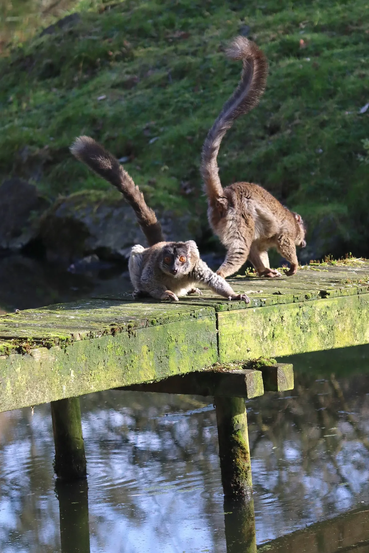 Zooparc de Trégomeur