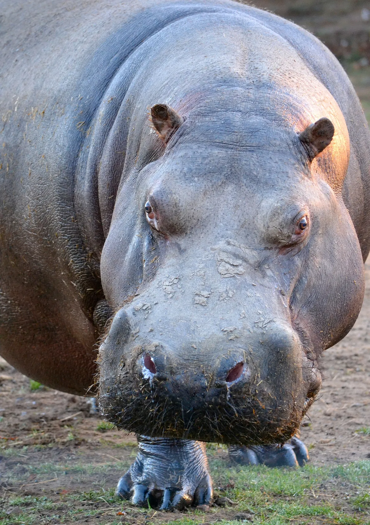 Parc animalier d'Auvergne
