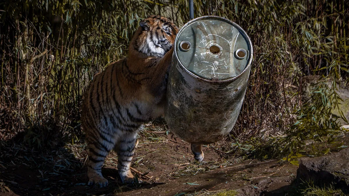 Oregon Zoo