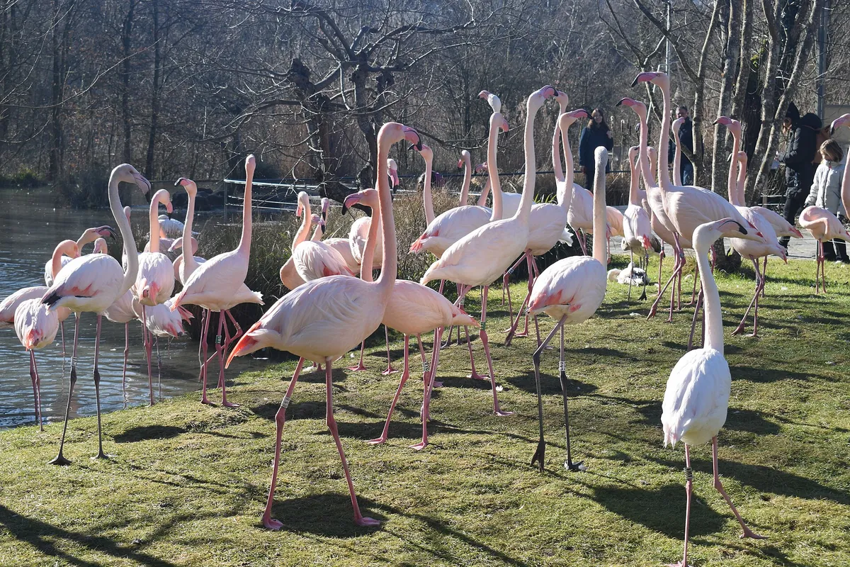 Tierpark Dählhölzli