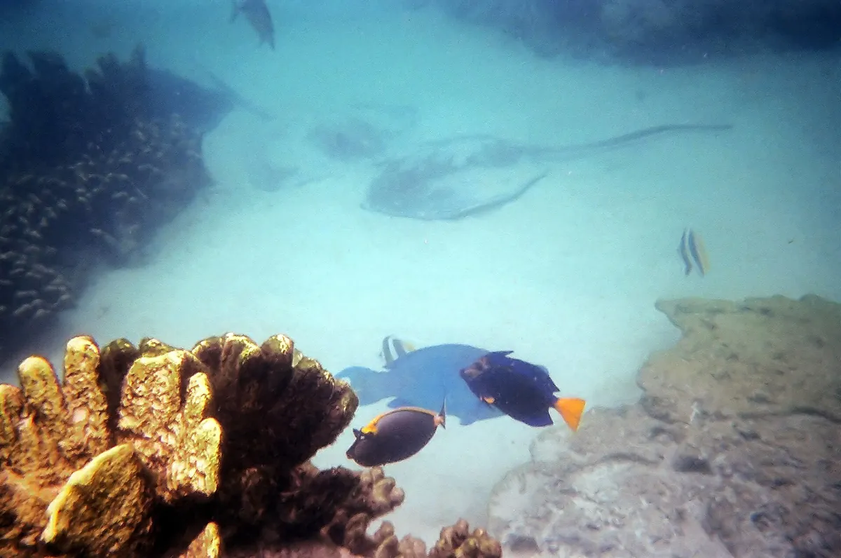 Discovery Cove