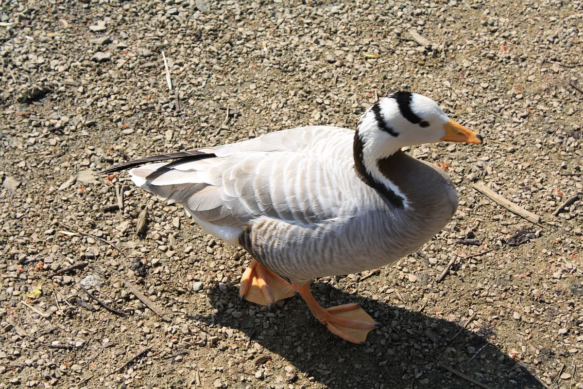 Beale Wildlife Park