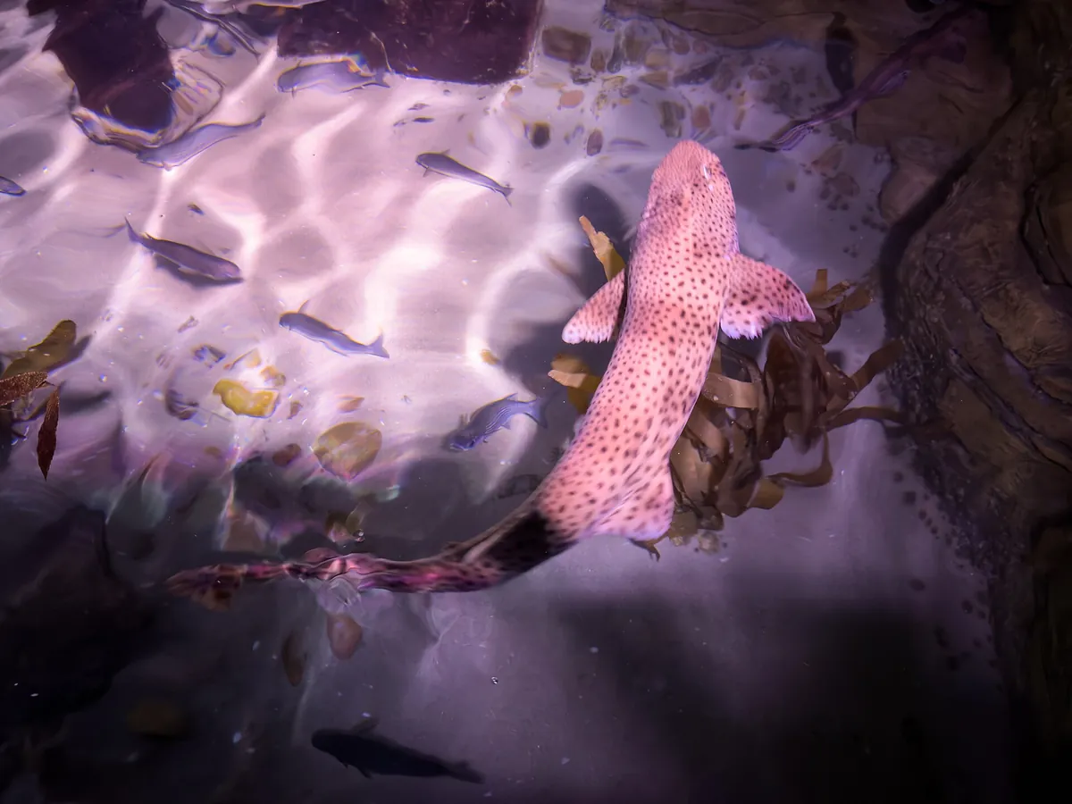 Sea Life London Aquarium