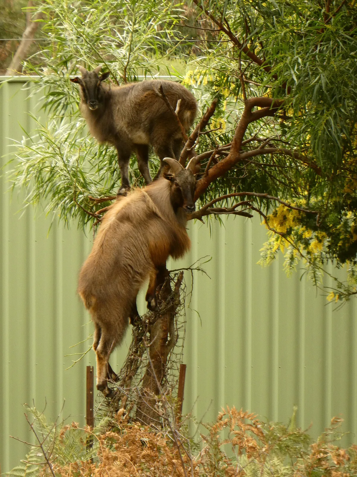 Halls Gap Zoo
