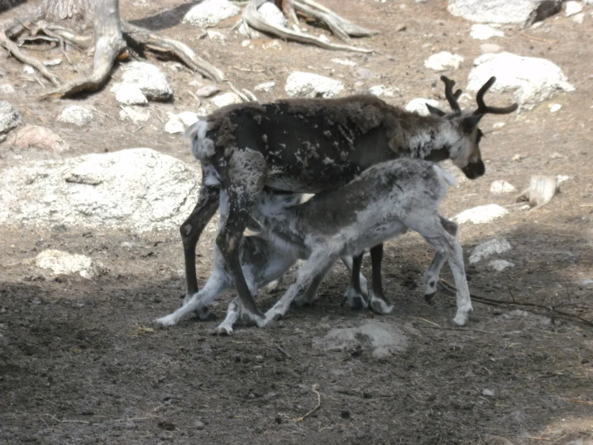 Junsele Zoo