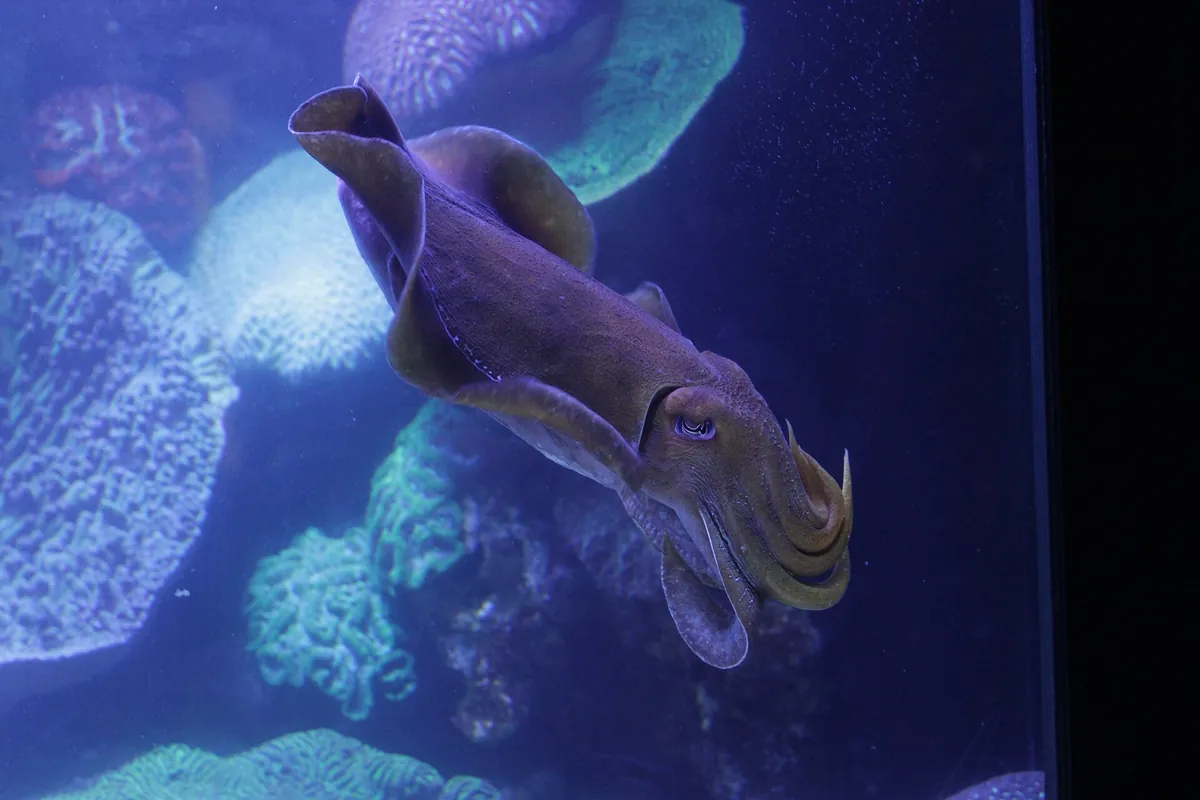 Aquarium of Western Australia