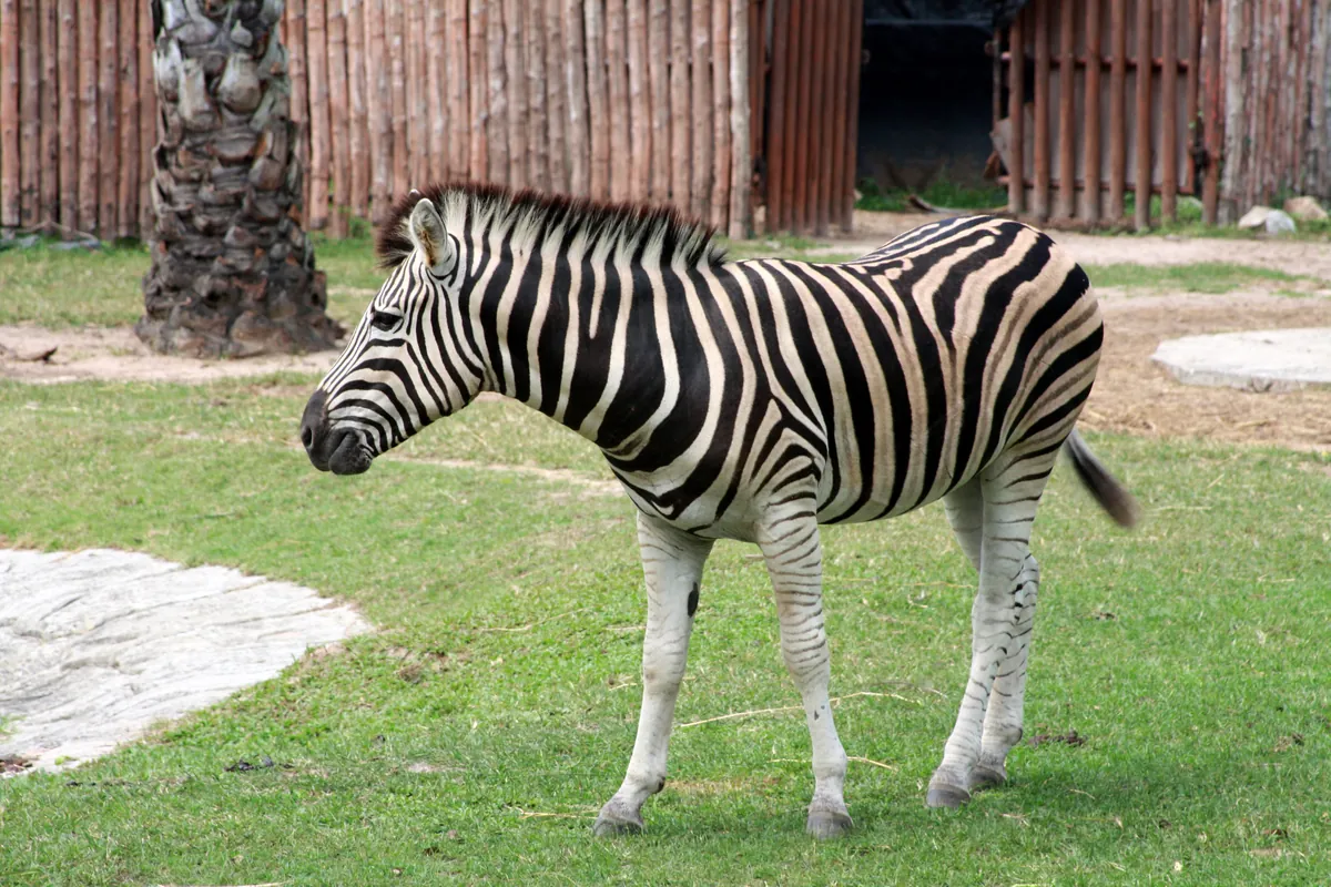 Khao Kheow Open Zoo
