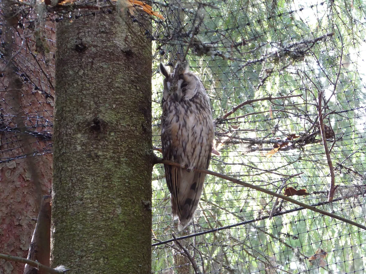 Järvzoo
