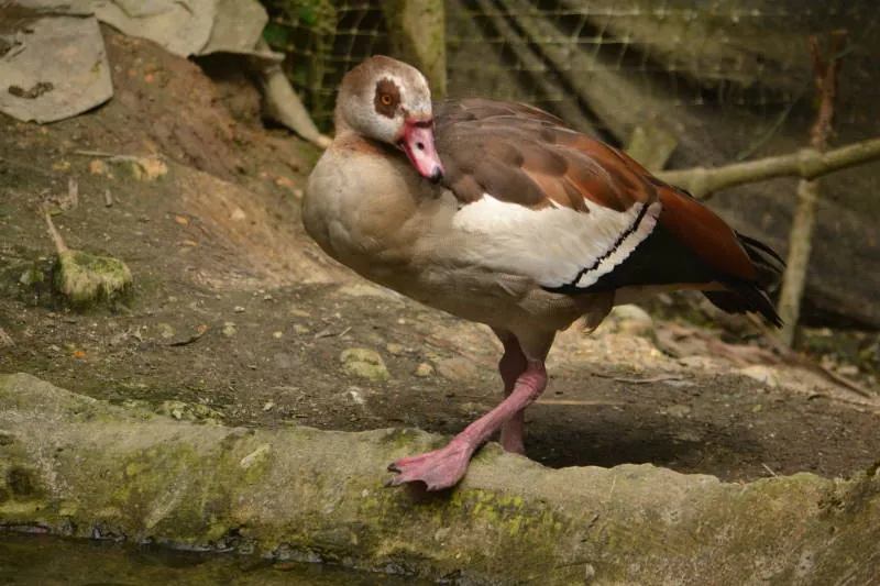 Parque Real De Aves Exoticas