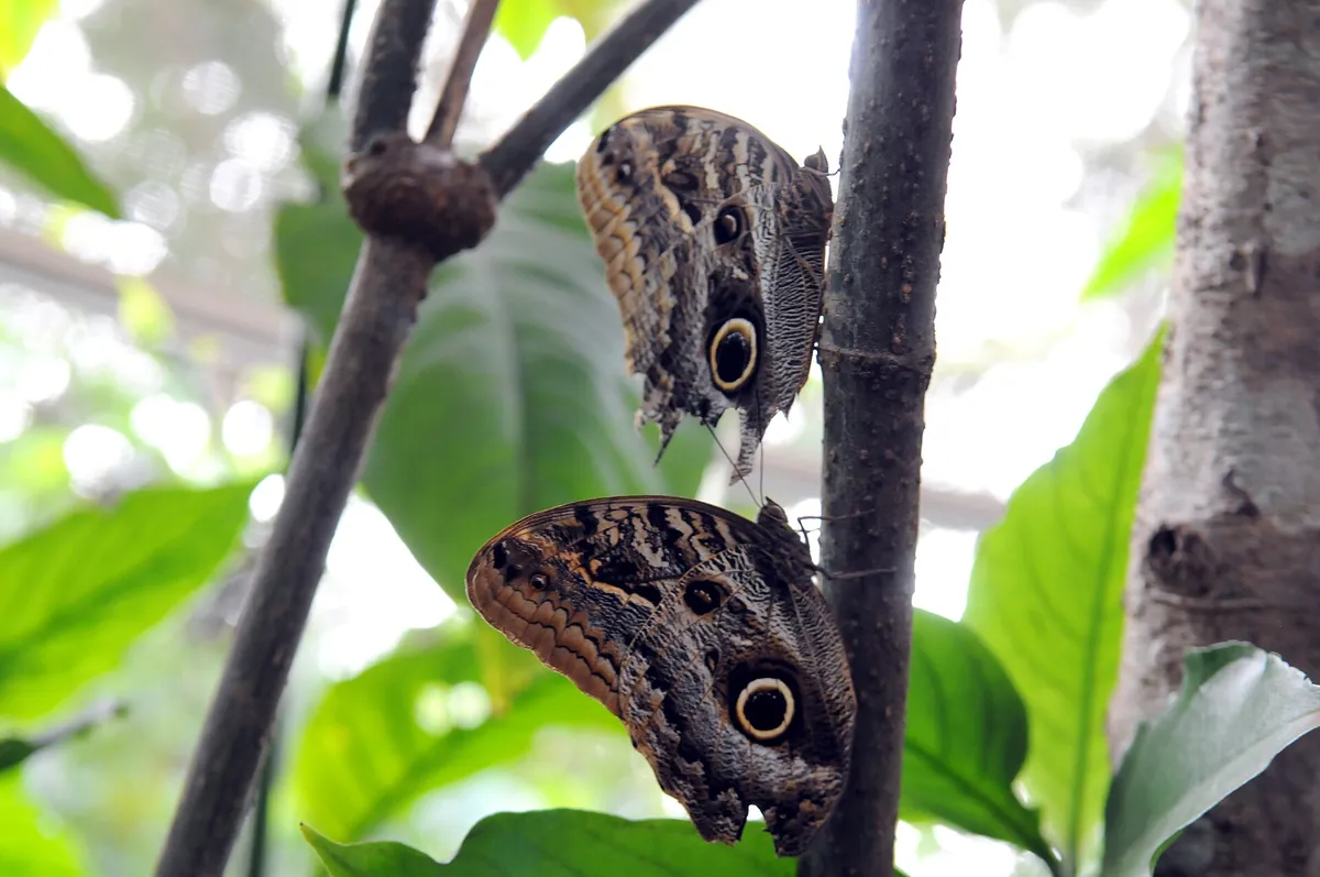 Zoo Brasília