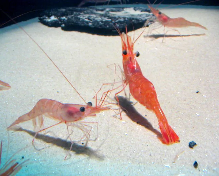 Nordsøen Oceanarium