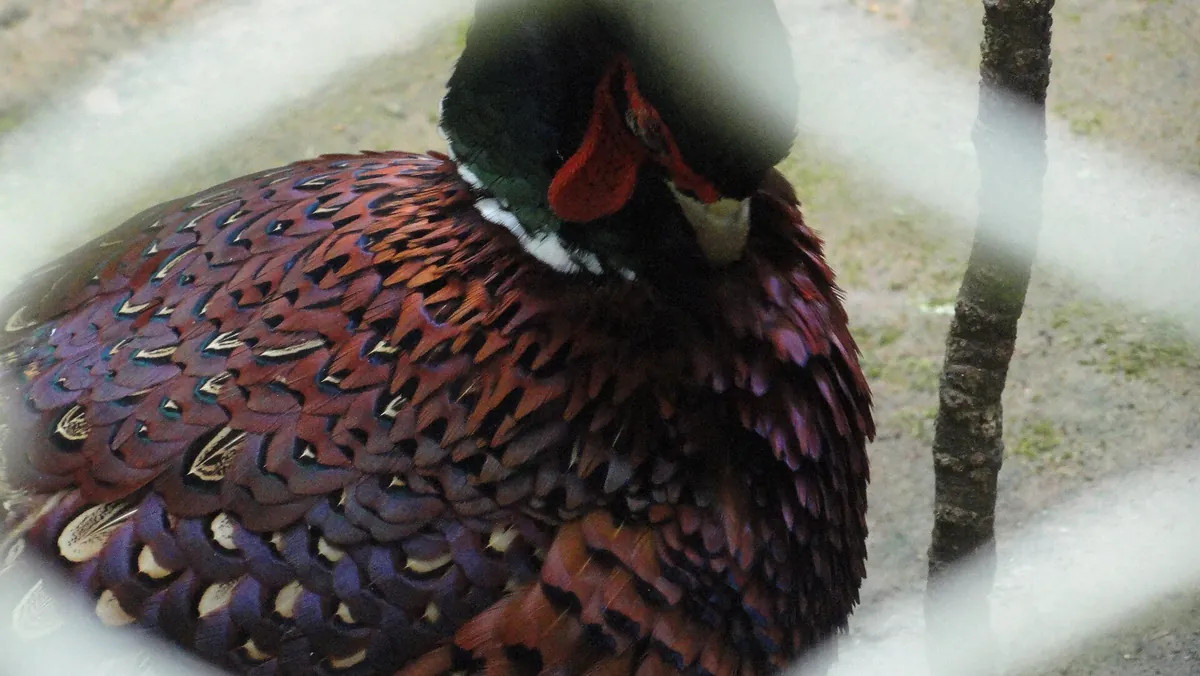 Bhagwan Birsa Biological Park