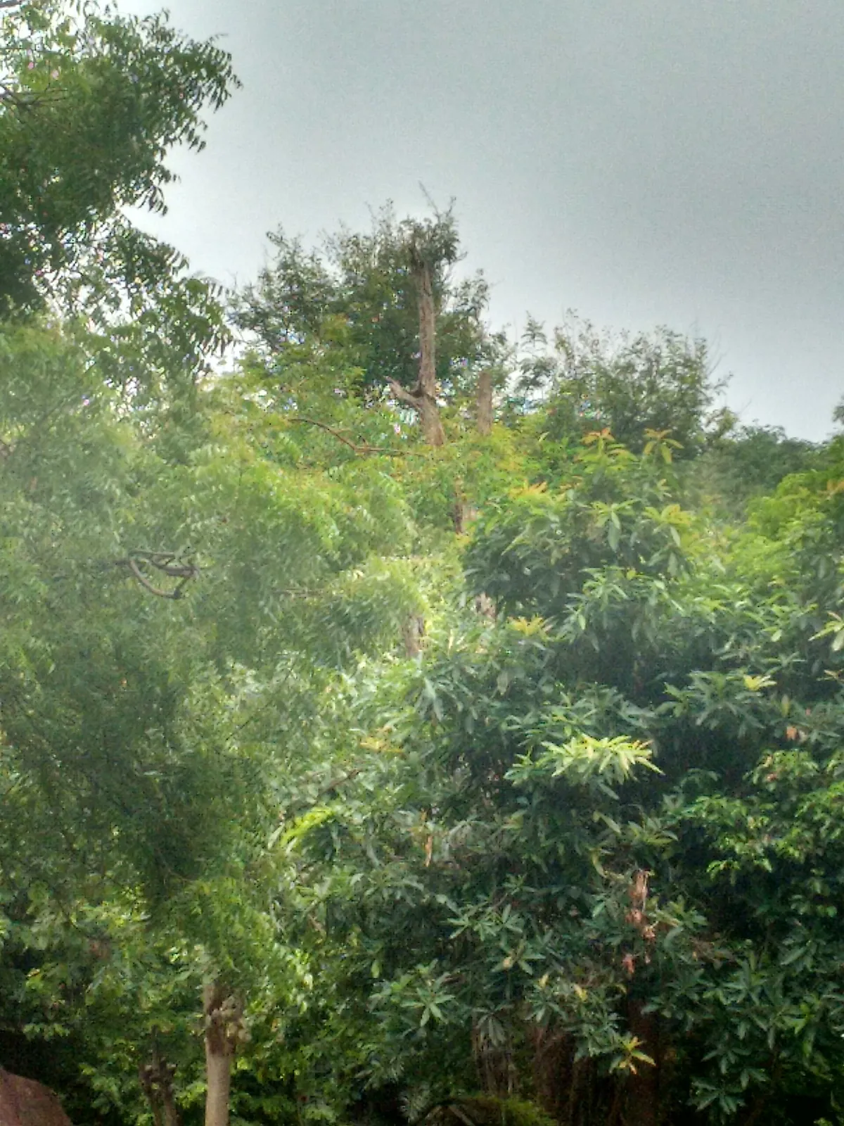 Nehru Zoological Park