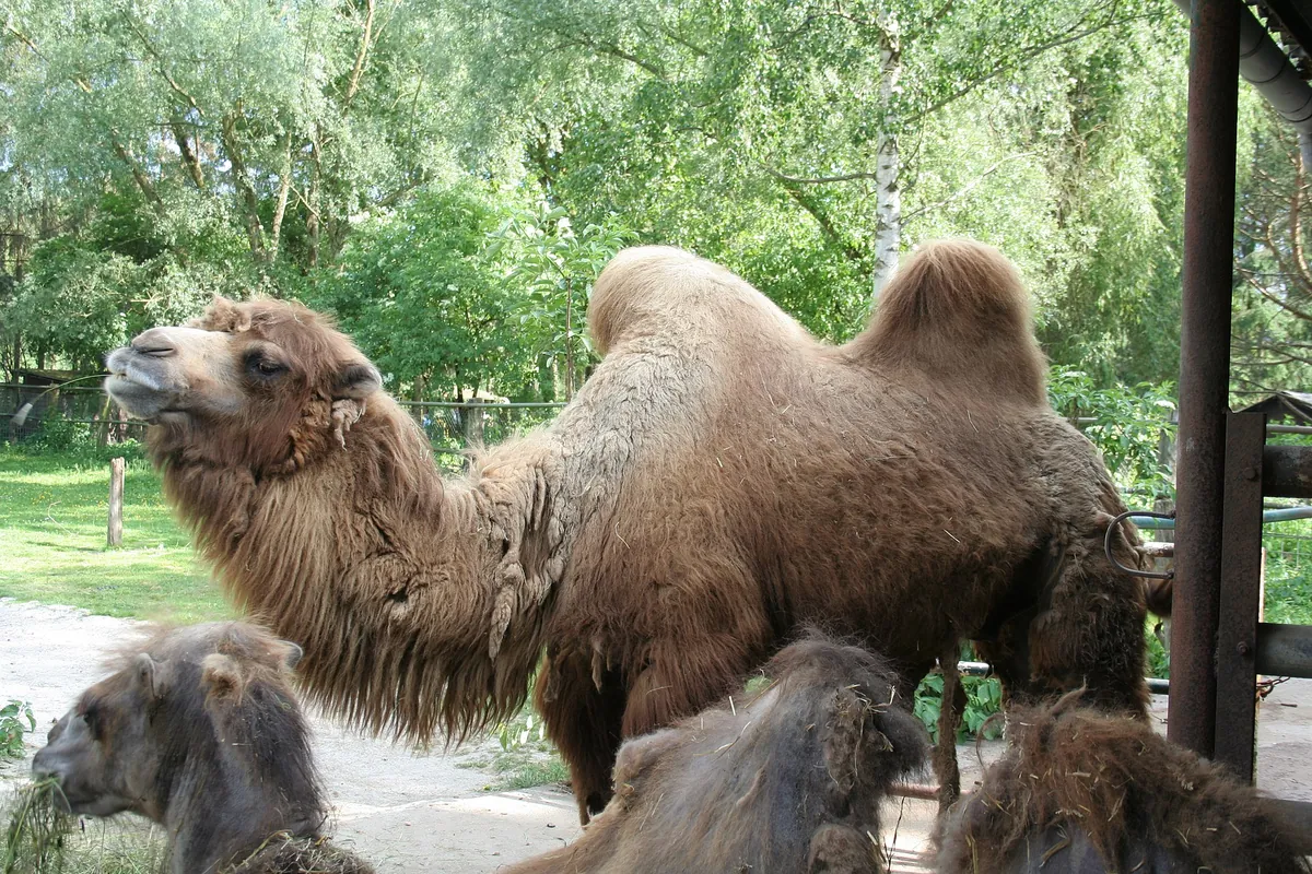 Tierpark Bad Pyrmont