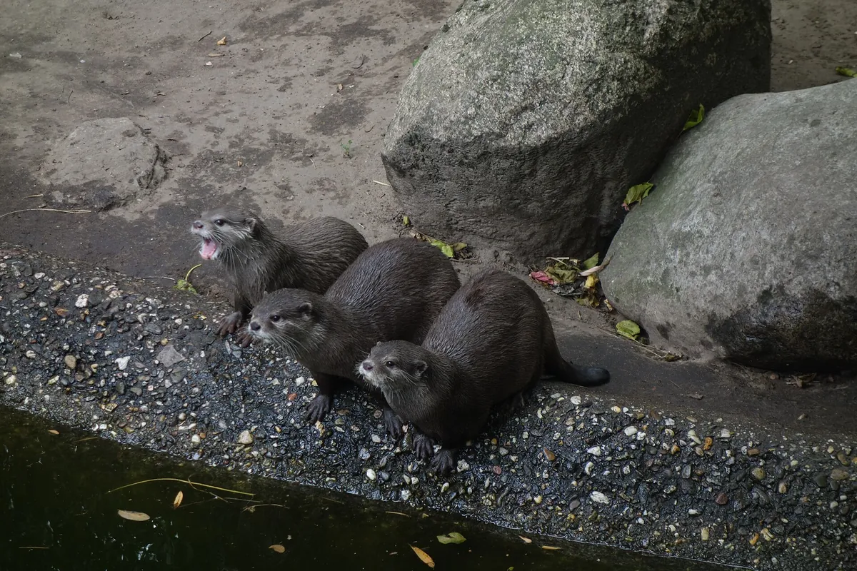 Zoo Duisburg