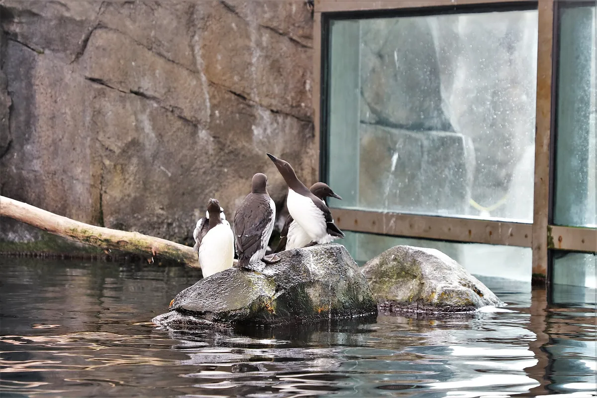 Alaska SeaLife Center