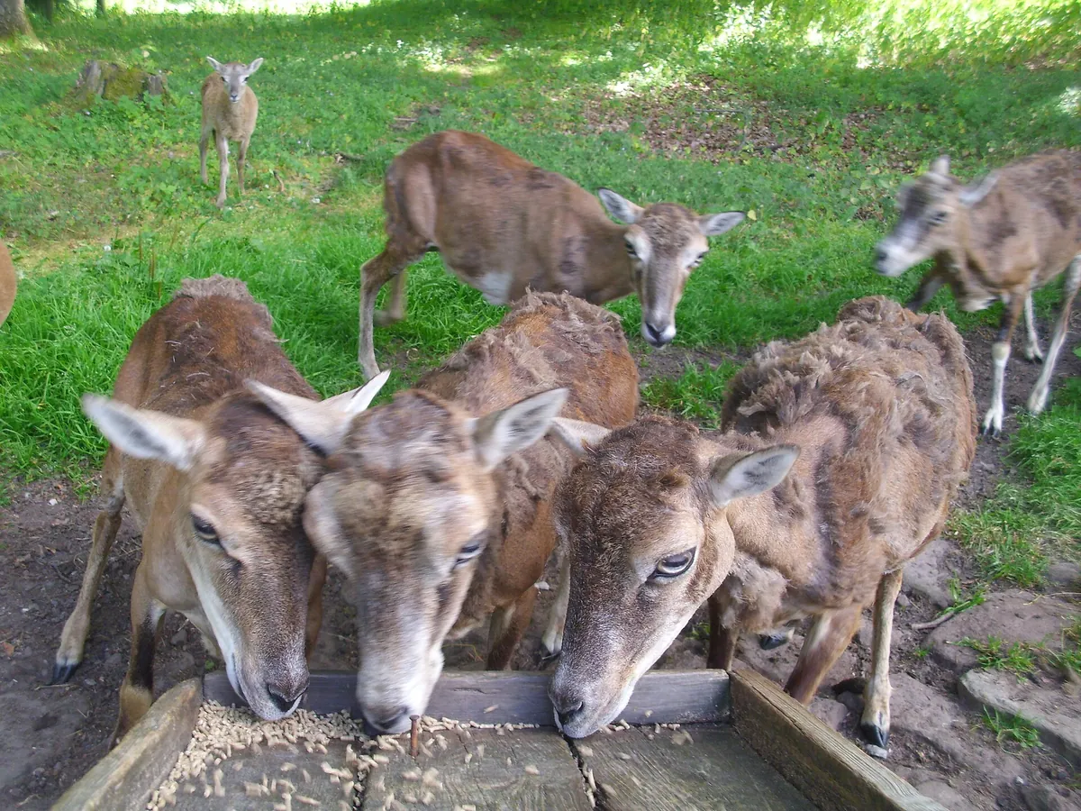 Wildpark Gersfeld