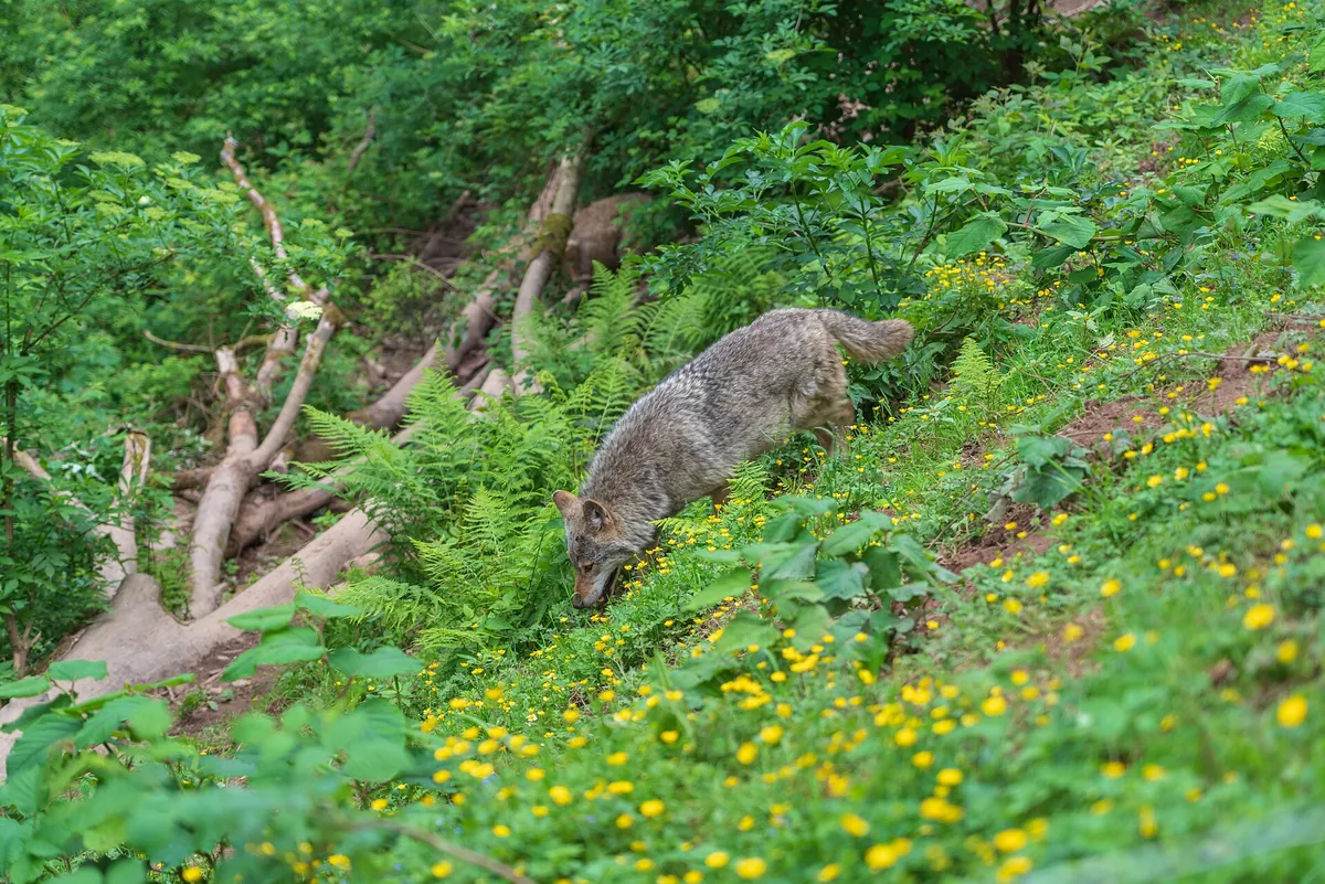 Alternativer Wolf- und Bärenpark Schwarzwald