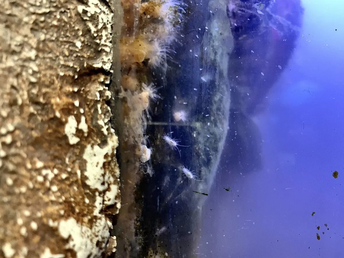 Aquarium of the Bay