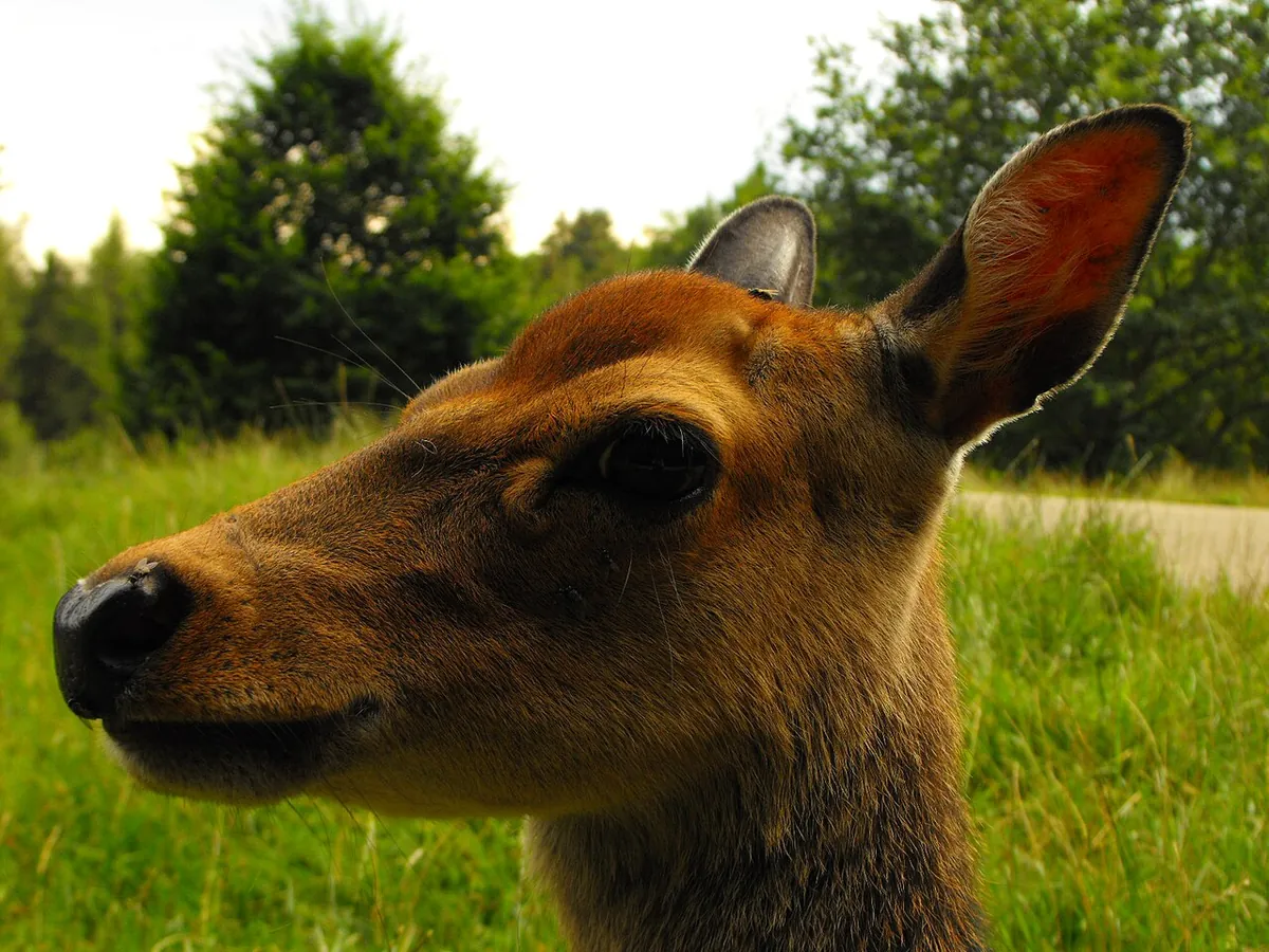 Wild- und Freizeitpark Allensbach