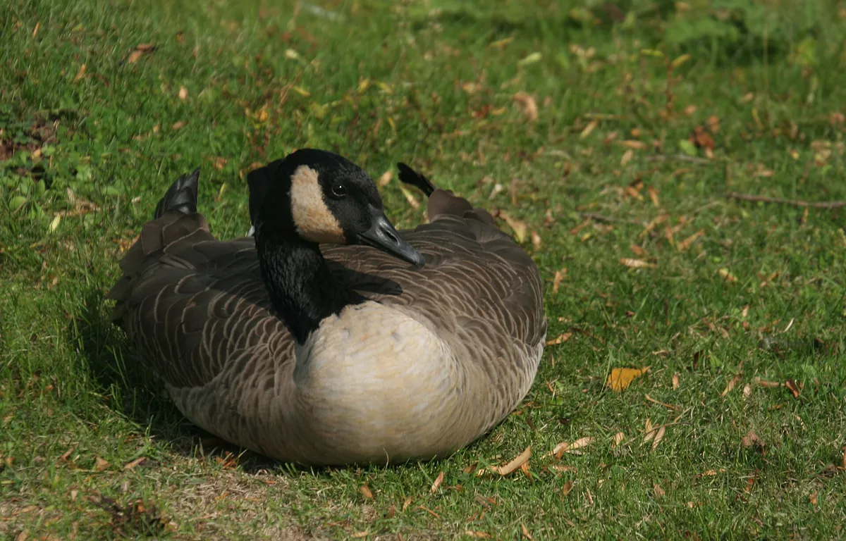 Lake Superior Zoo