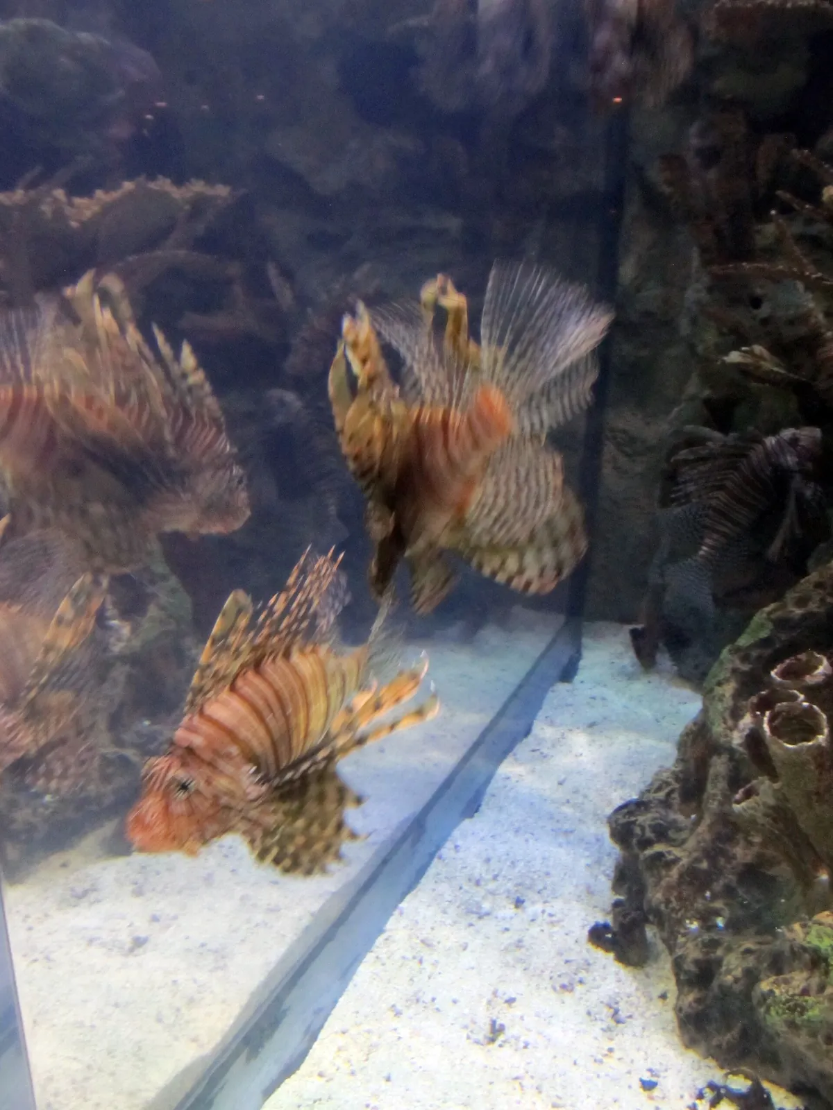 Shark Reef Aquarium at Mandalay Bay