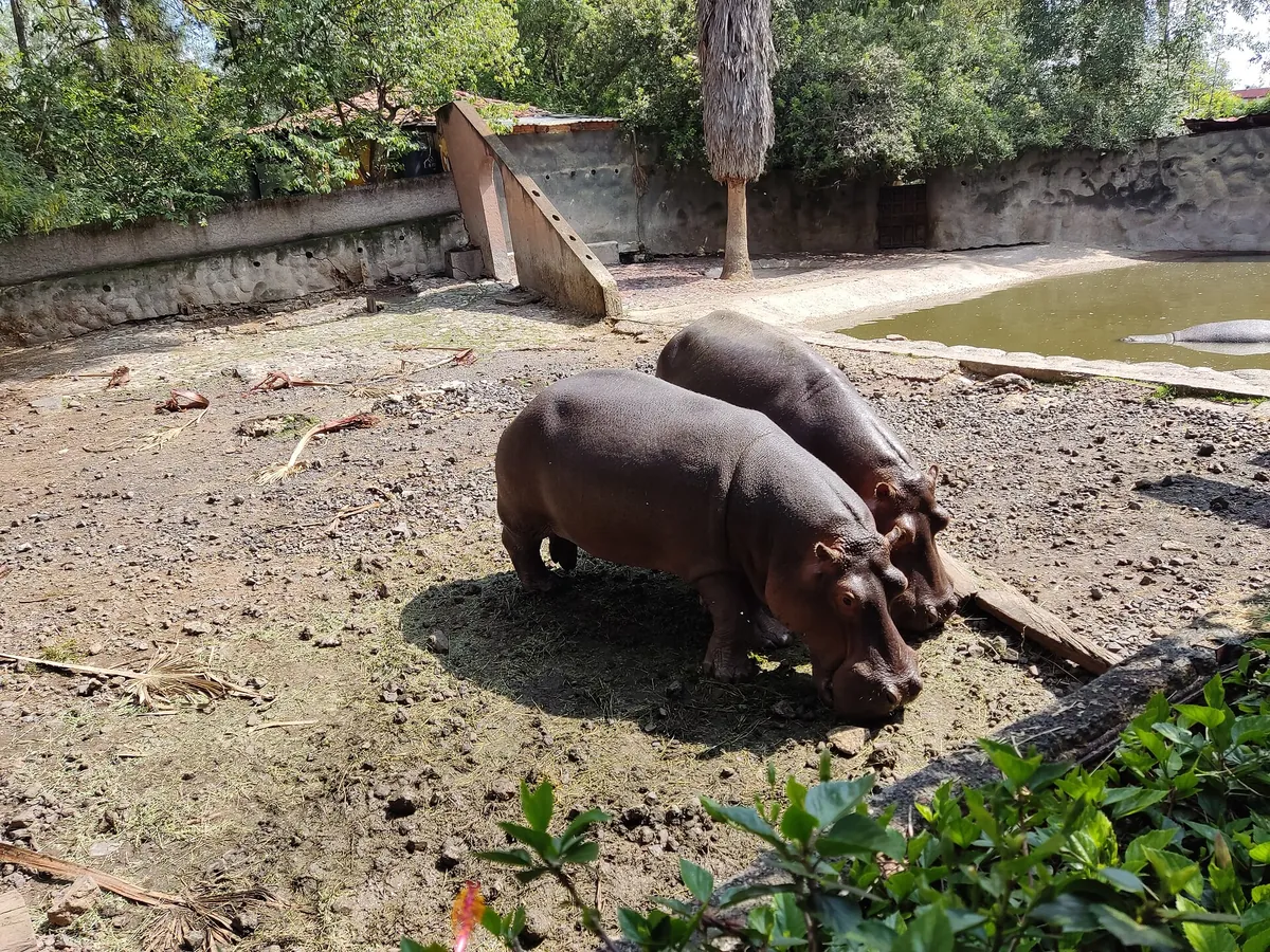 Zoológico Benito Juárez