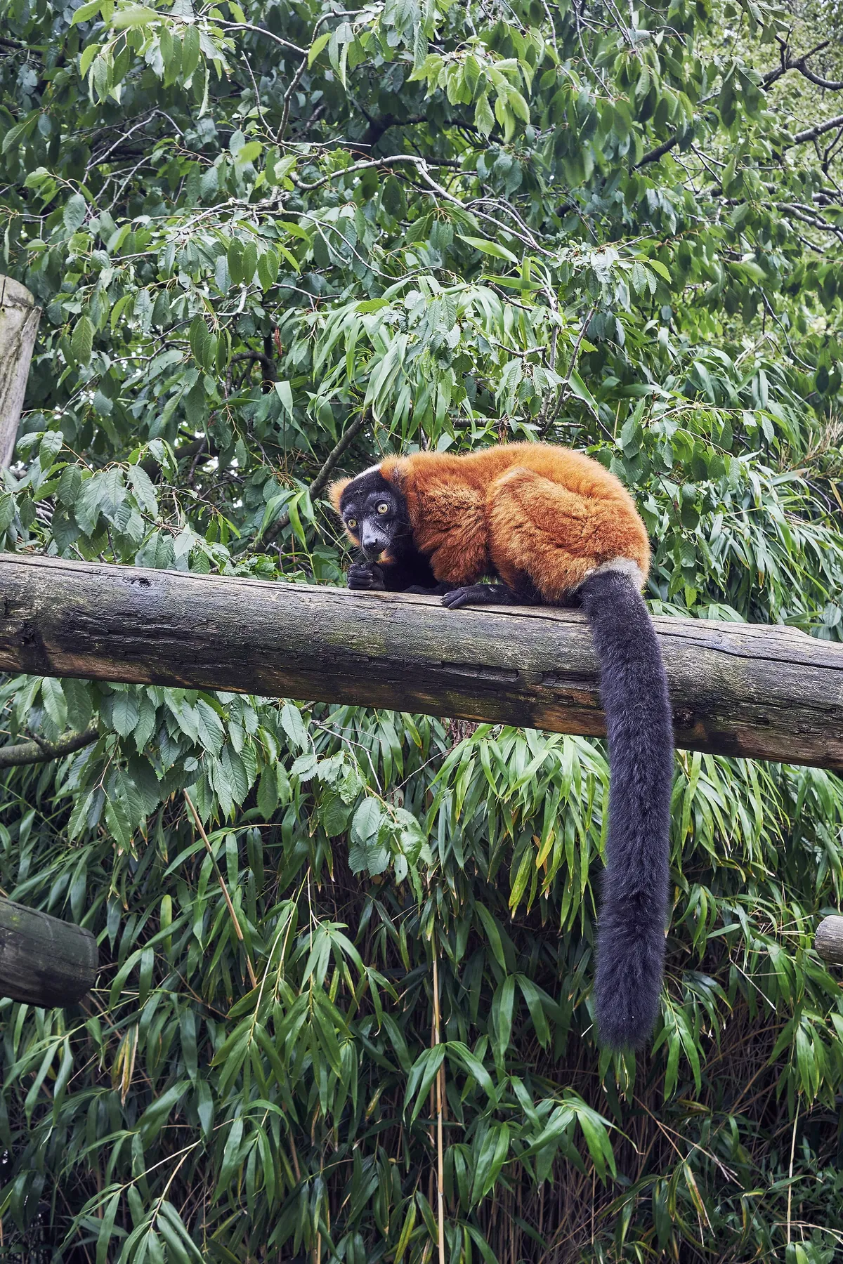 Artis Zoo