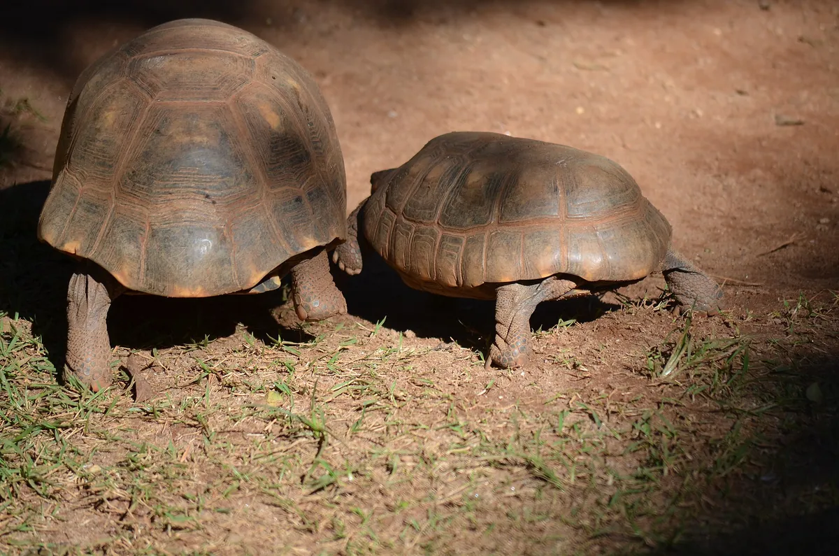 São Paulo Zoo