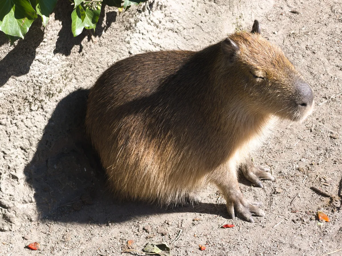 Odense Zoo