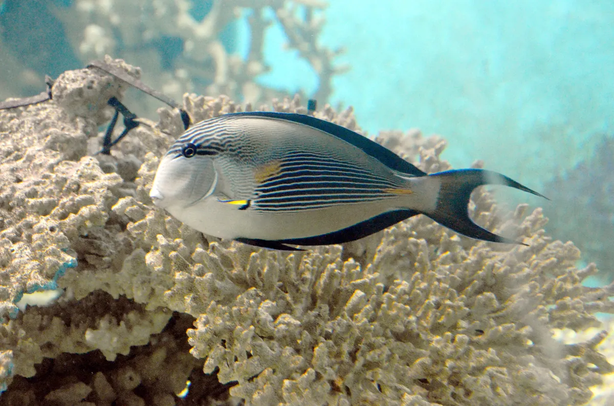 Red Sea Aquarium