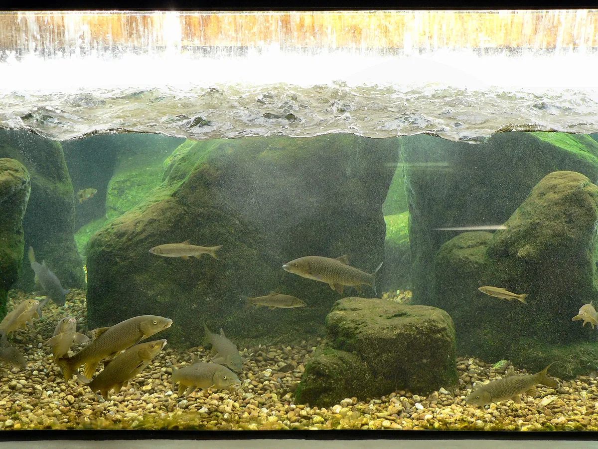 FLUVIÁRIO DE MORA