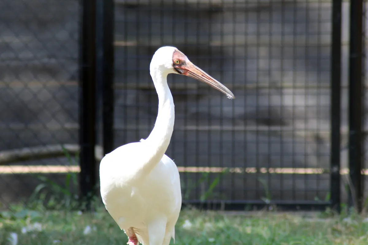 Labenne's zoo