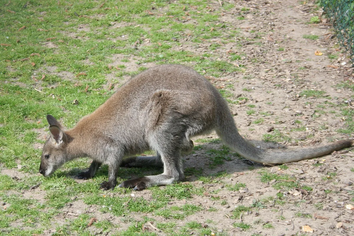 Tierpark Bad Pyrmont