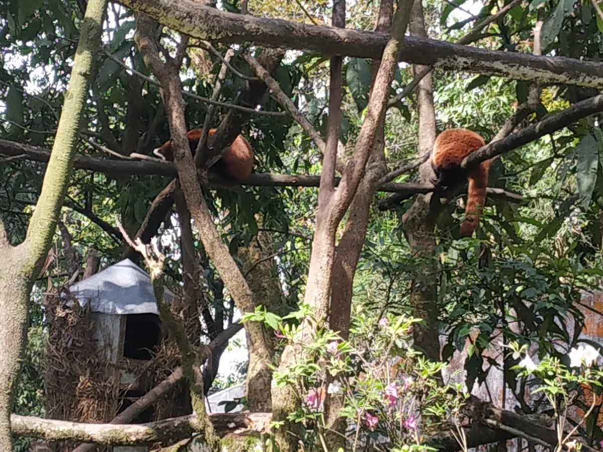 Padmaja Naidu Himalayan Zoological Park