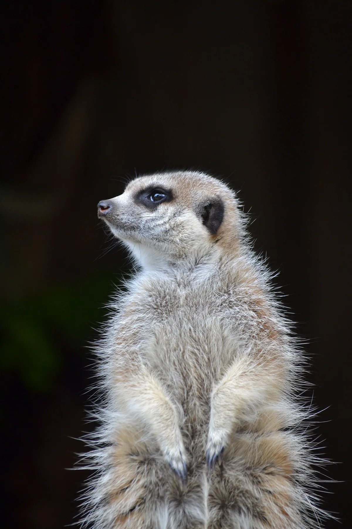 Mogo Wildlife Park
