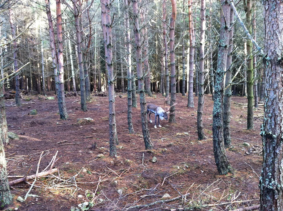 RZSS Highland Wildlife Park