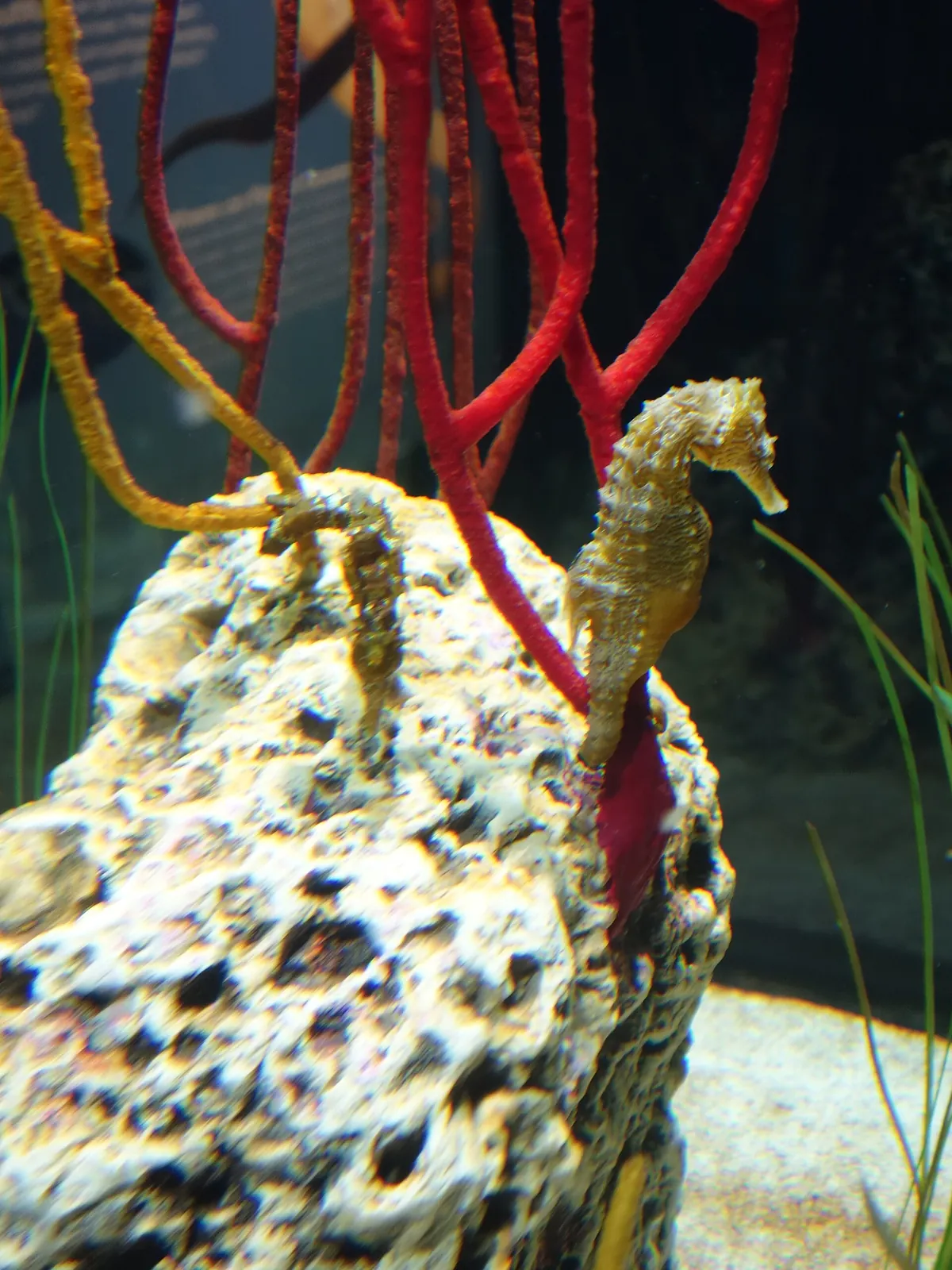 North Carolina Aquarium at Fort Fisher