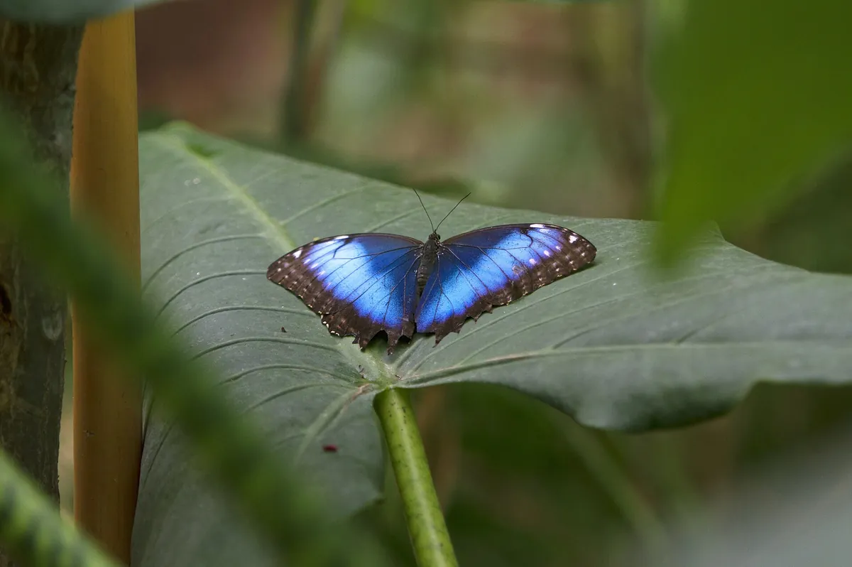 Israel aquarium