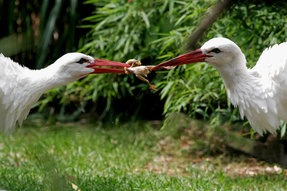 Tierpark Nadermann